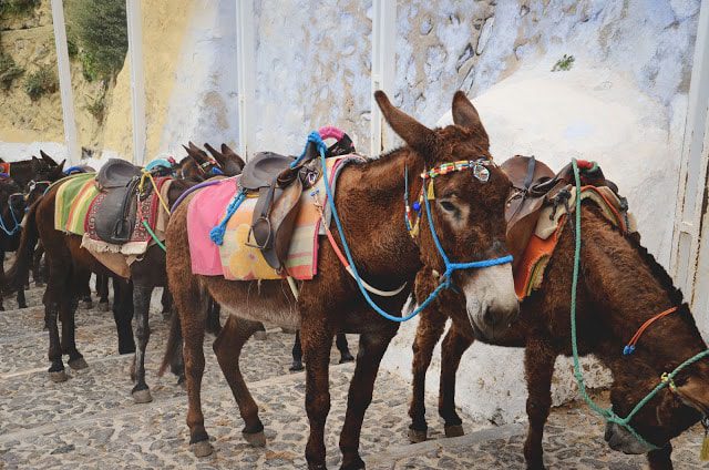 Donkeys from Old port in Santorini to Fira