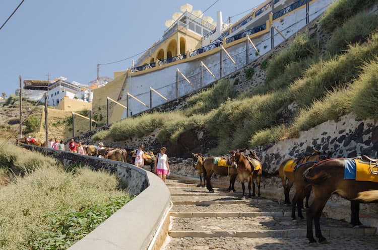 Donkeys at Santorini old port