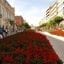 A flower bed filled with red flowers stretching up the main street in Braga.