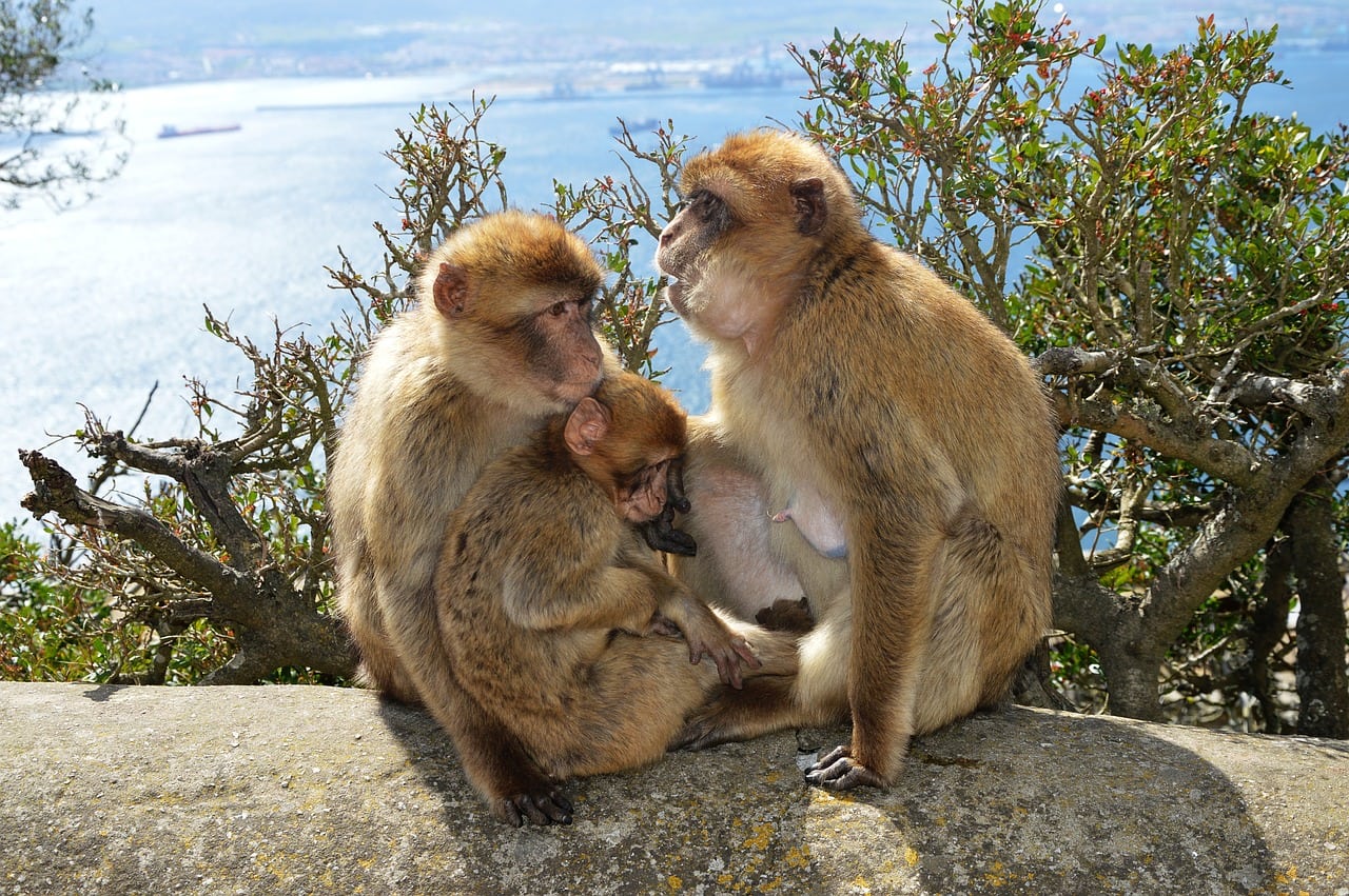 day trip to gibraltar from malaga