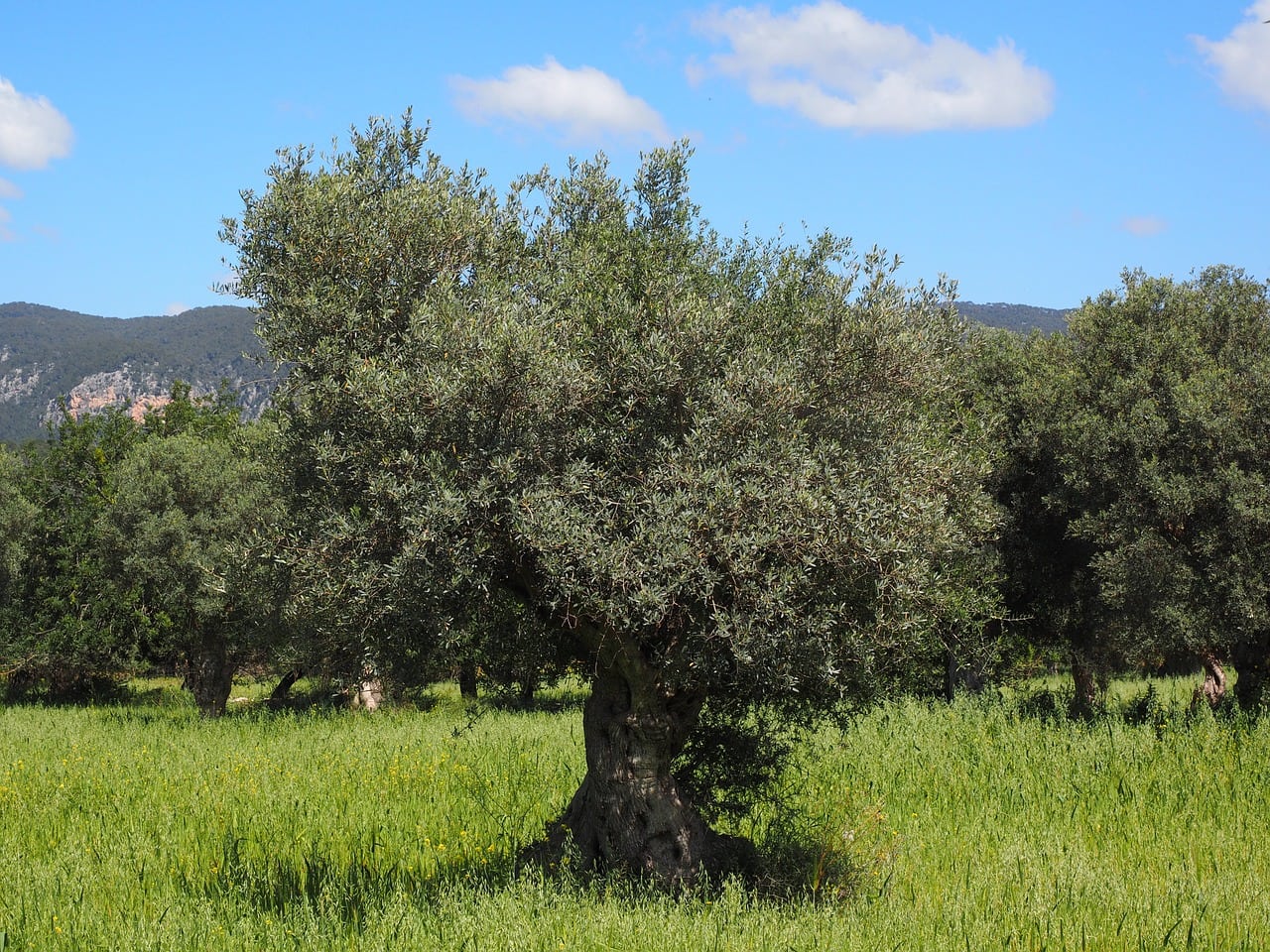 hike corfu trail greece