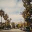 An LA boulevard lined with palm trees.
