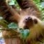 Sloth with large eyes hanging upside from tree