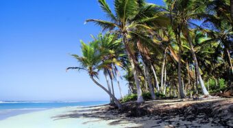 Punta Cana Dominican Republic beach and plentiful palm trees.