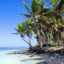 Punta Cana Dominican Republic beach and plentiful palm trees.