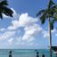 palm treesnear body of water in Oranjestad, Aruba with boats at distance