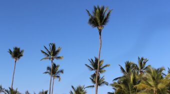punta cana green palm trees under blue sky during daytime