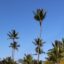 punta cana green palm trees under blue sky during daytime