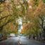 concrete road covered by yellow and green trees during daytime in Australia