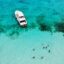 group of people swimming in clear turquoise waters next to a white boat