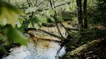 river surrounded by green trees in a daytime photo of Morgantown’s forest