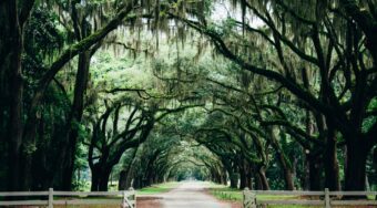 green trees covering a park path