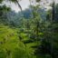 green rice fields covered by trees in Bali