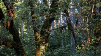 green forest in daytime