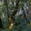 green forest in daytime