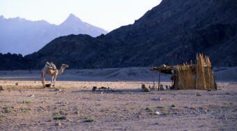 camel facing a handmade covered shelter in the desert in Hurghada, Egypt