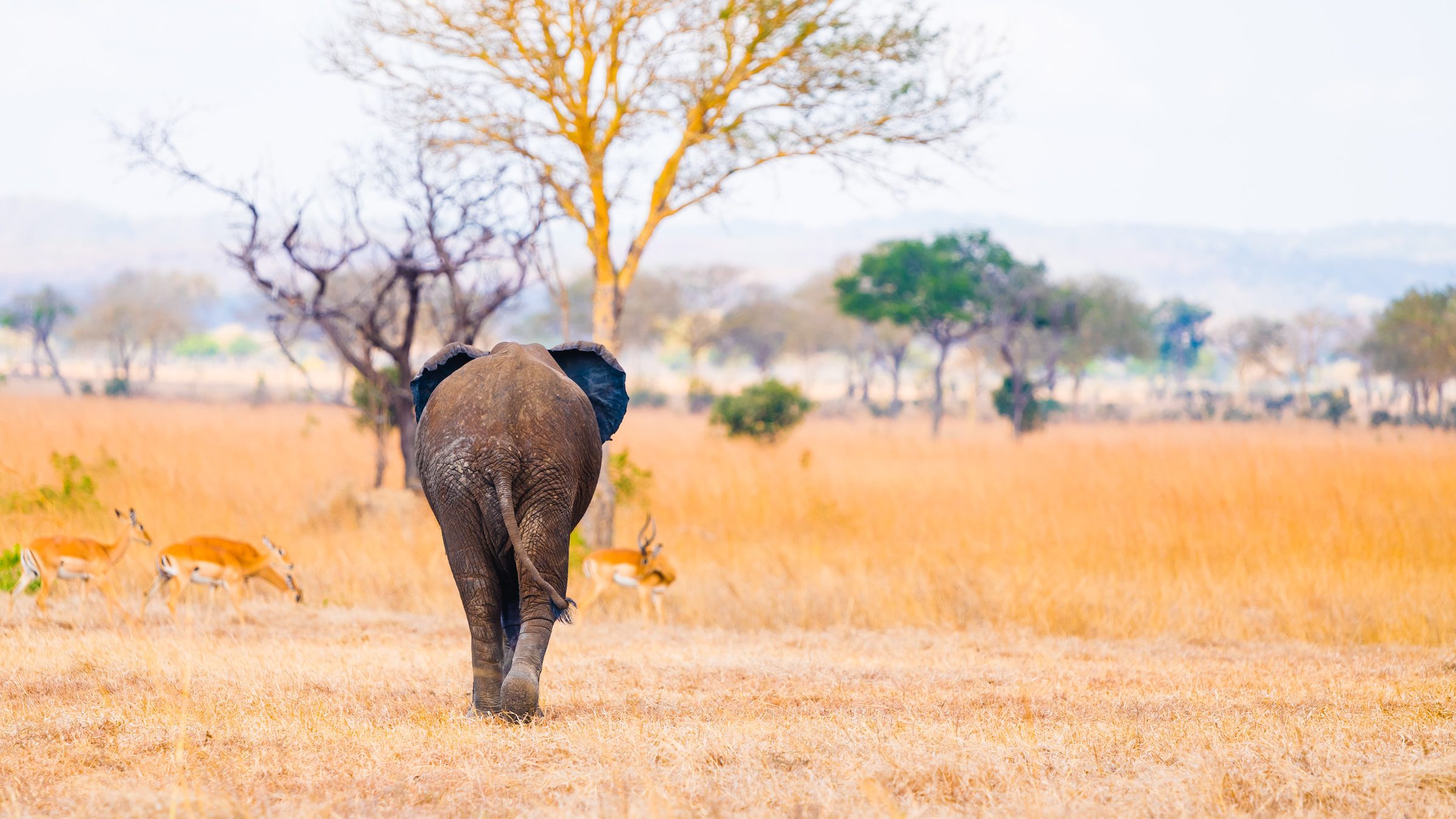 Elephant at the Mikumi National Park in Tanzania taking a stroll.