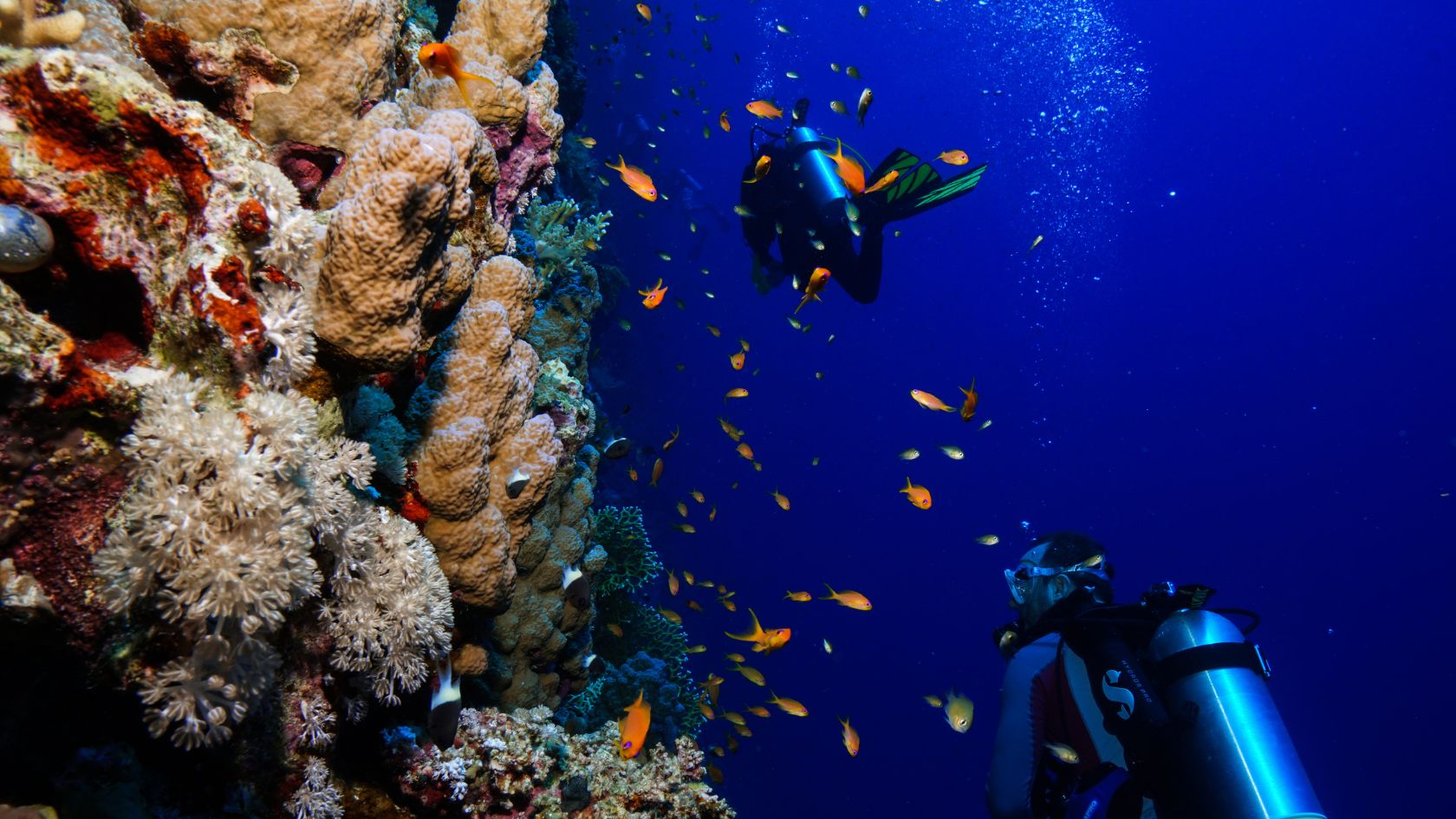 Two divers scuba diving next to a coral reef in the Red Sea.