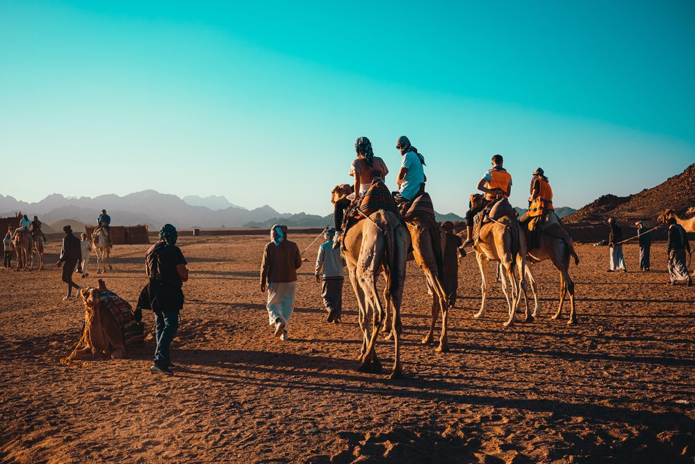 tourists riding camels in Hurghada