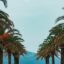 Two lines of palm trees against a blue sky