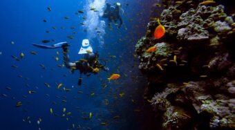 Two scuba divers swimming through a school of orange fish next to a coral wall.