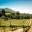 A view of rolling green grapevine vineyards in neat rows in Sonoma