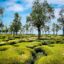 A green field of grass mounds and trees on a sunny day with a blue sky and some scattered clouds