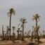A flat sandy desert filled with tall palm trees
