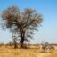 Two zebras nestle their necks in front of a tall tree in the savannah.