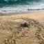Tracks in the sandy beach of Puerto Escondido.