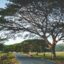 Large sprawling tree spans over a small road in a field in San Juan del Sur.
