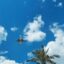 Plane from Antalya Airport in the sky over a palm tree.