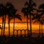 dark orange sunset behind palm trees