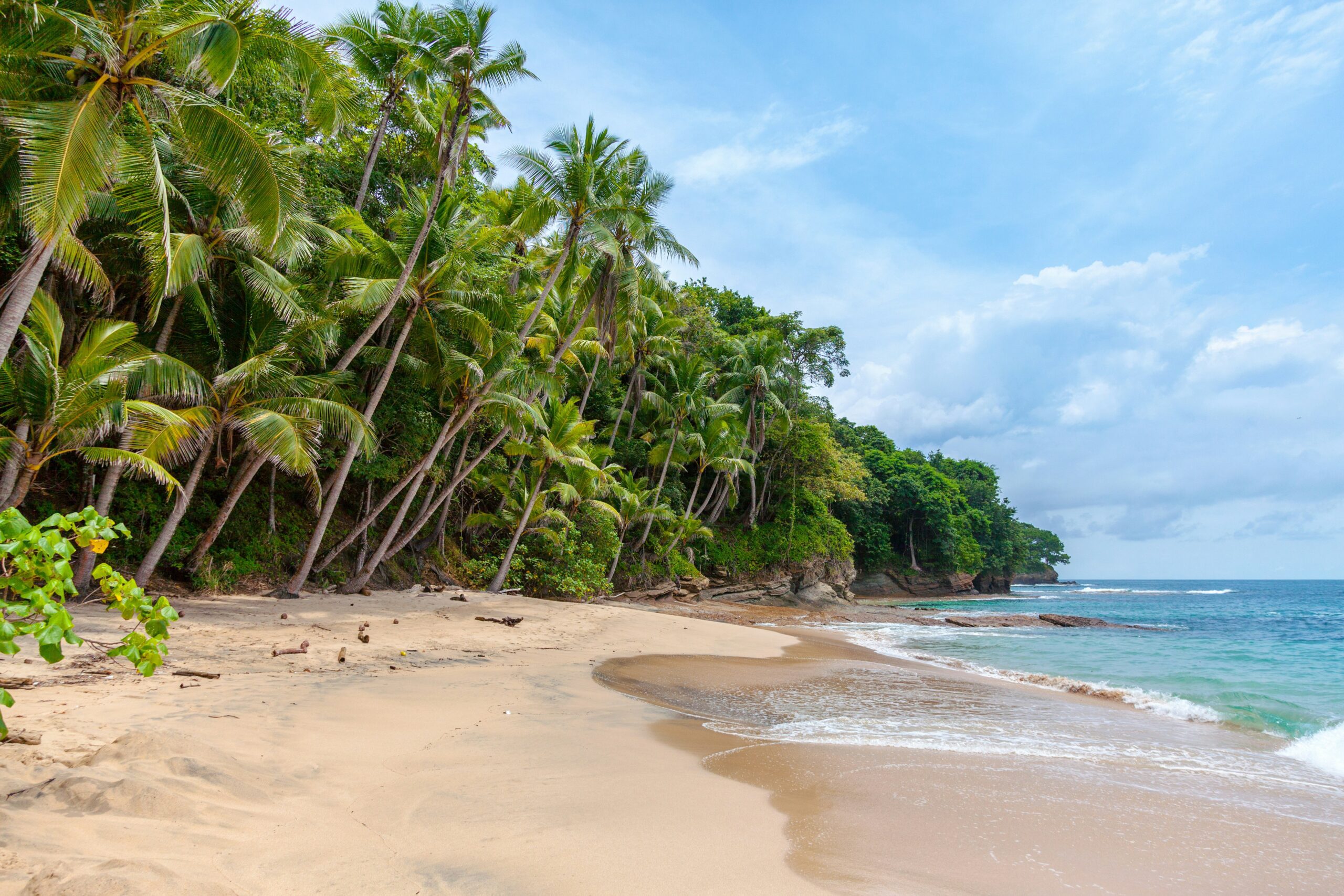 A golden sandy beach lined with palm trees with waves coming into shore.