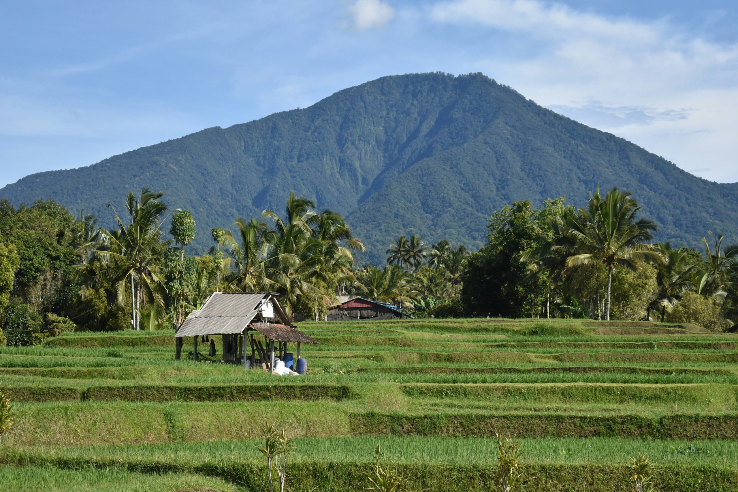 green countryside and mountain of Lombok