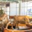 Gold statue of a cowboy running cattle in the DFW airport