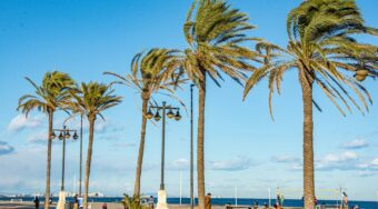 Row of palm trees by the beach in Valencia