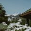 A field of daisies with a snow-capped mountain and wooden hut in the background.