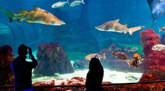 People watching fish swimming in the Barcelona Aquarium