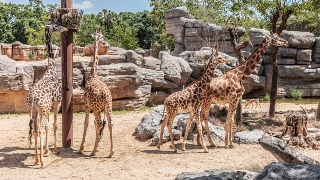 Giraffes relaxing in their enclosure at Barcelona Zoo.